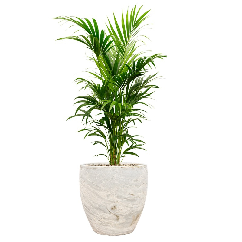 kantoorpalm in witte pot