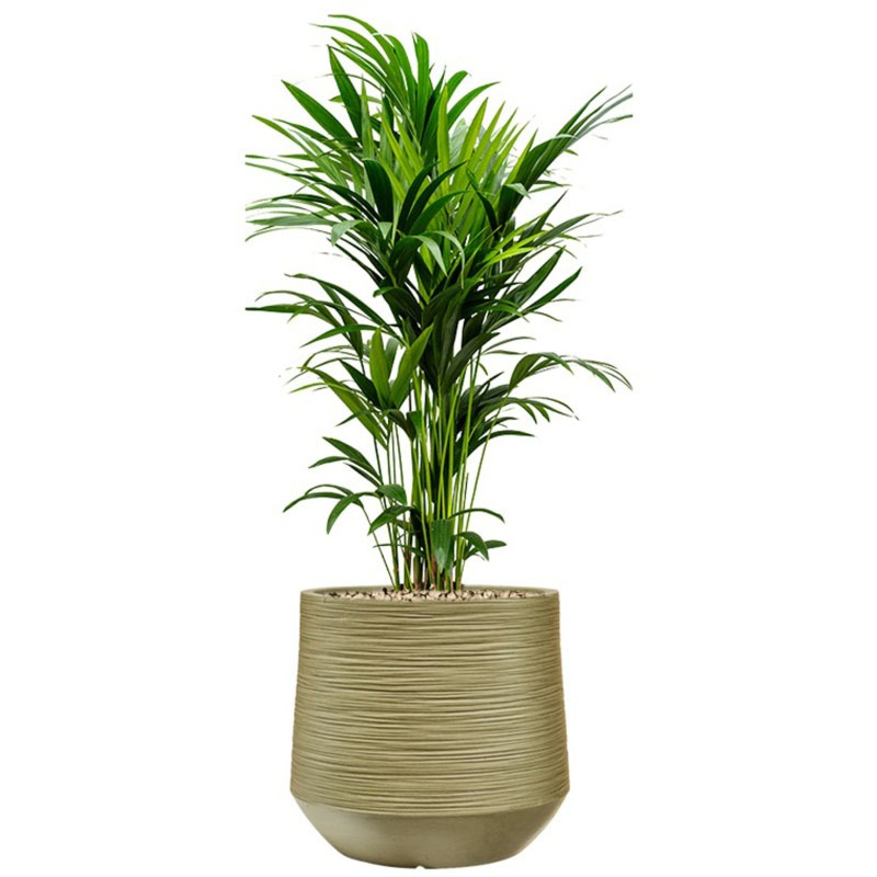 kentia kantoorplant in pot