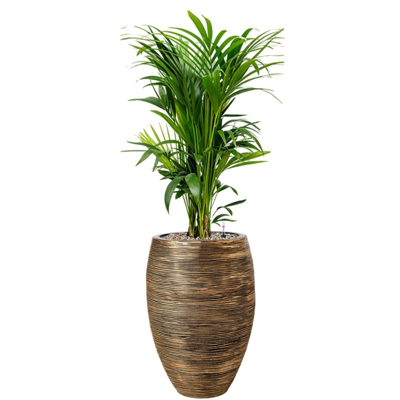 Kentia palm in pot goud kantoor 