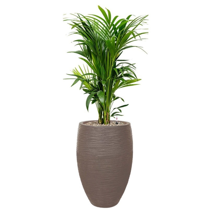 kentia palm kantoorbeplanting taupe