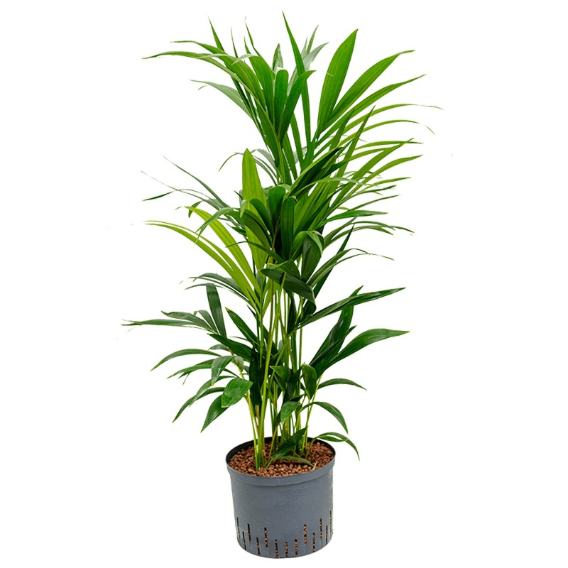 kentia hydrocultuur palm