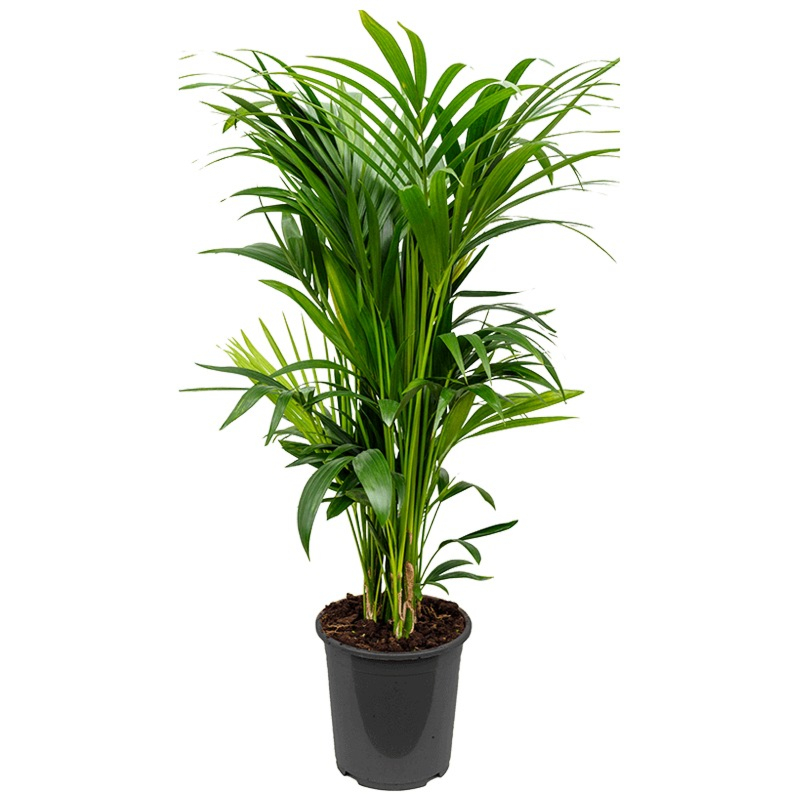kentia palm op kantoor