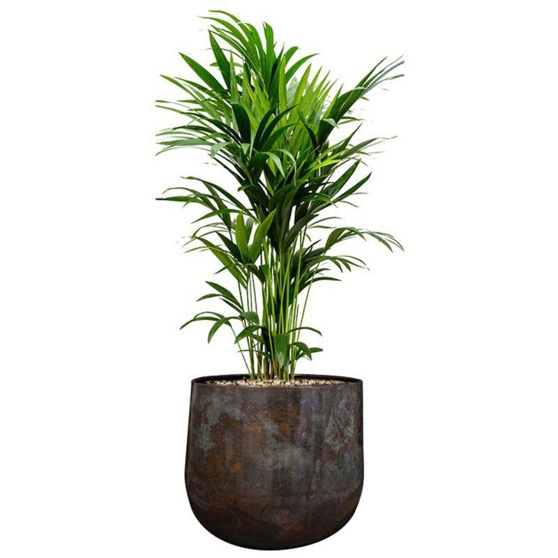 kentia palmen voor kantoor in pot
