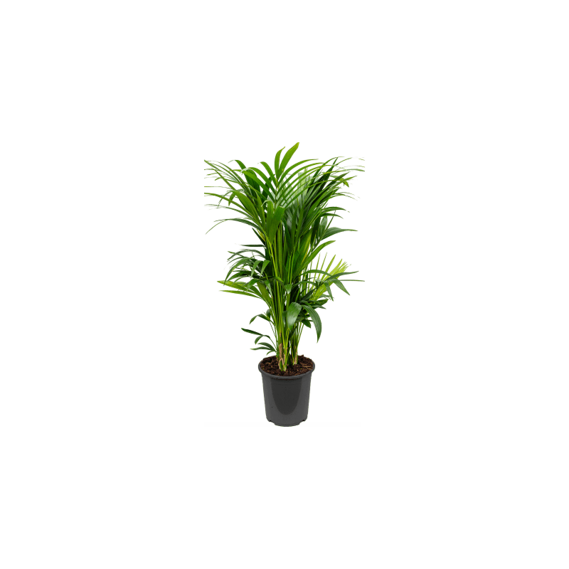 Kentia sterke palm voor kantoor