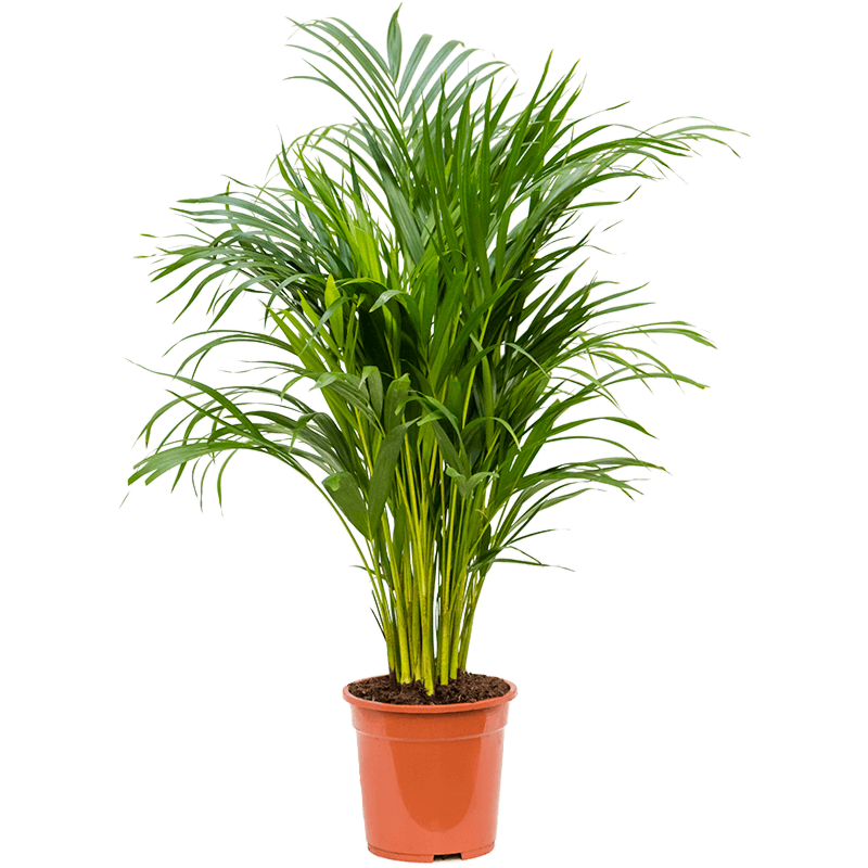 Kleine areca palm