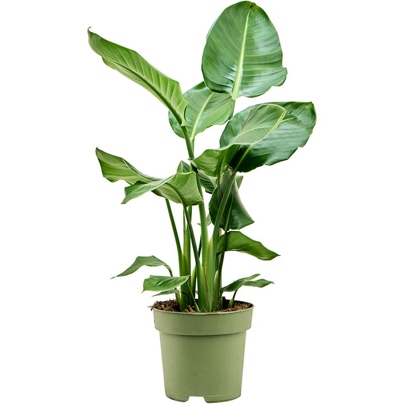 kleine strelitzia