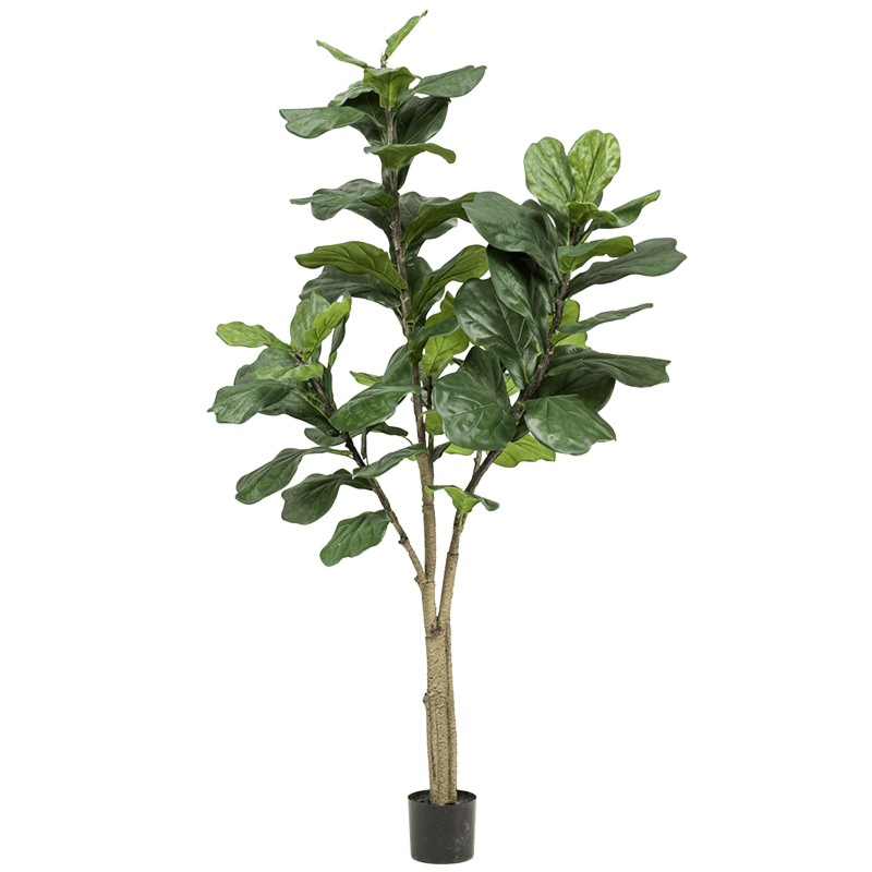 Vioolbladplant