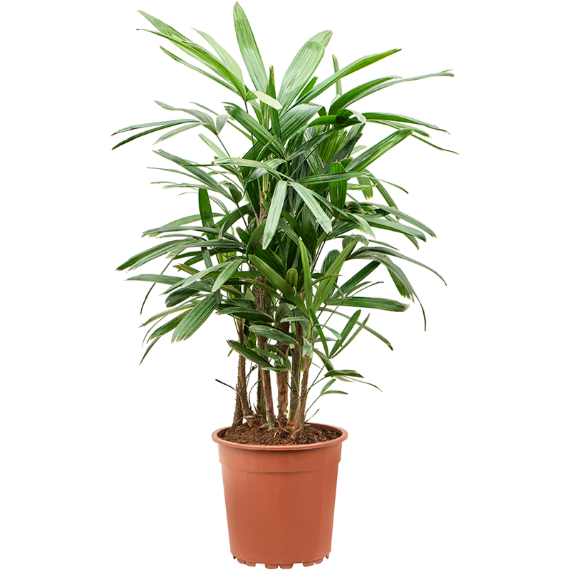 Luchtzuiverende Rhapis excelsa voor kantoor