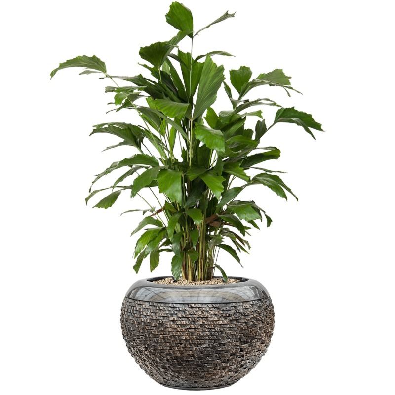 luxe kantoorpalm