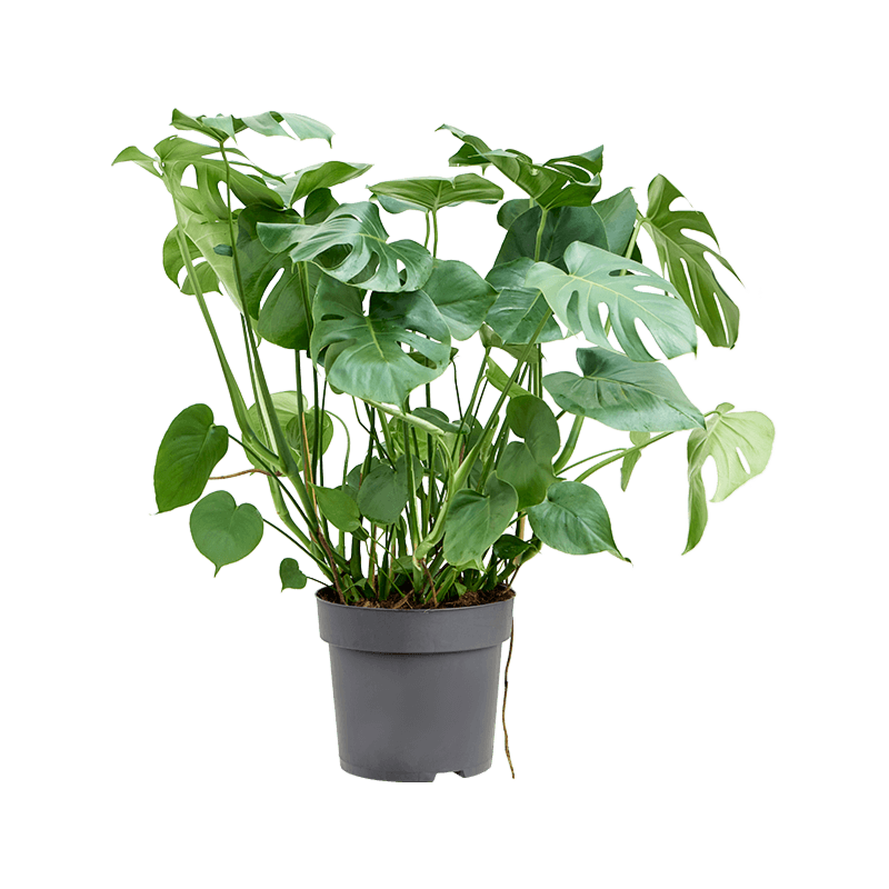 Luxe Monstera kantoorplant