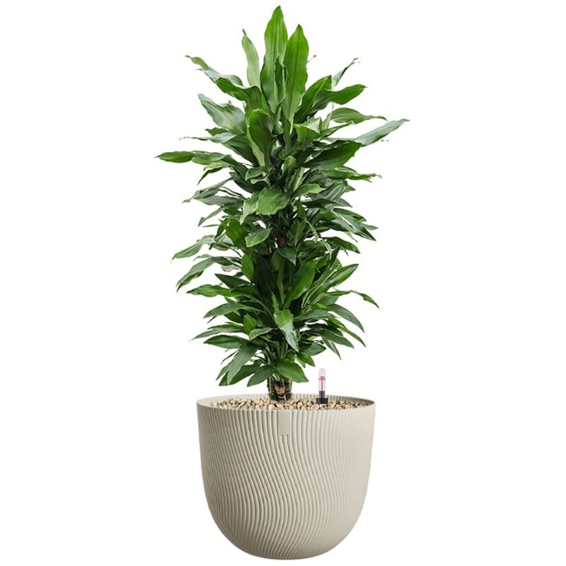 makkelijke plant voor kantoor in beige pot