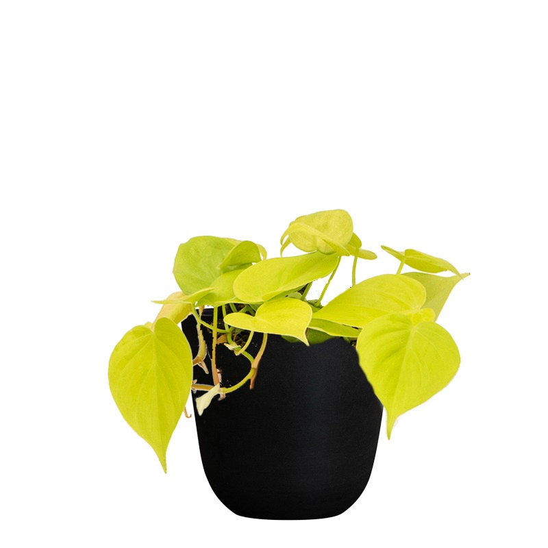 Philodendron mix (6x)