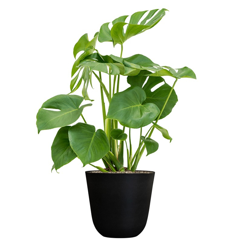 monstera kantoorplant