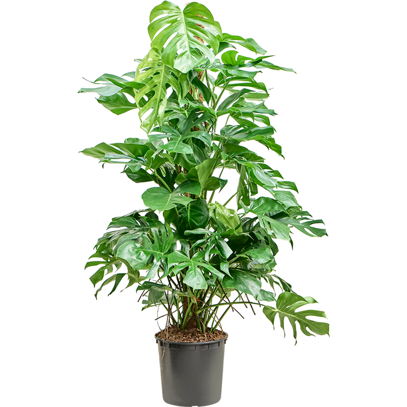 Monstera deliciosa gatenplant