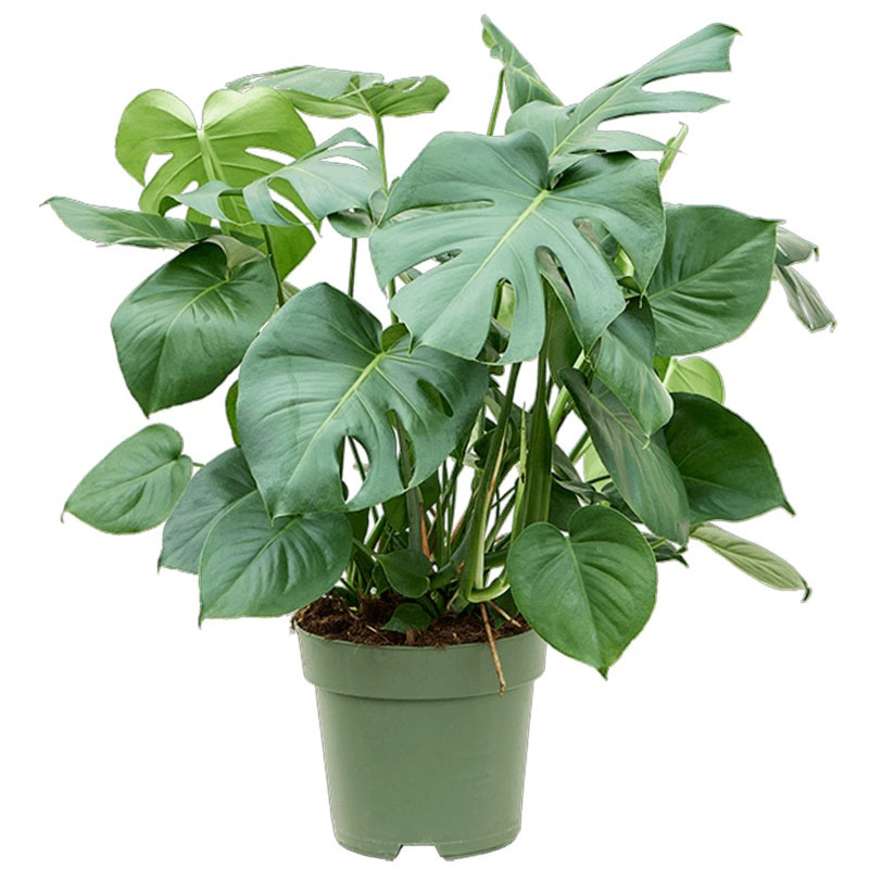 Monstera deliciosa grote bladeren binnenplant