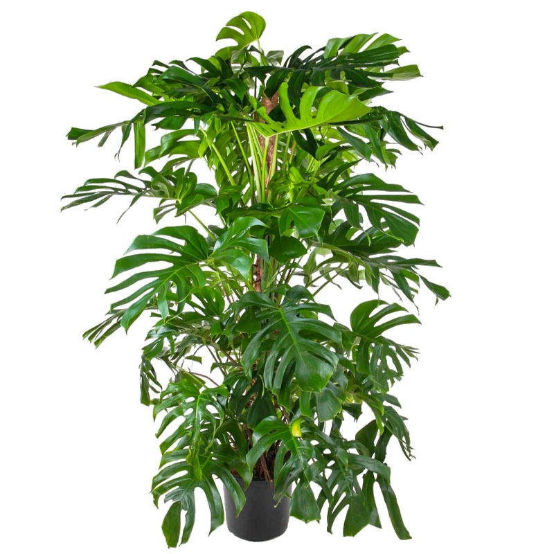 Monstera Deliciosa op mosstok