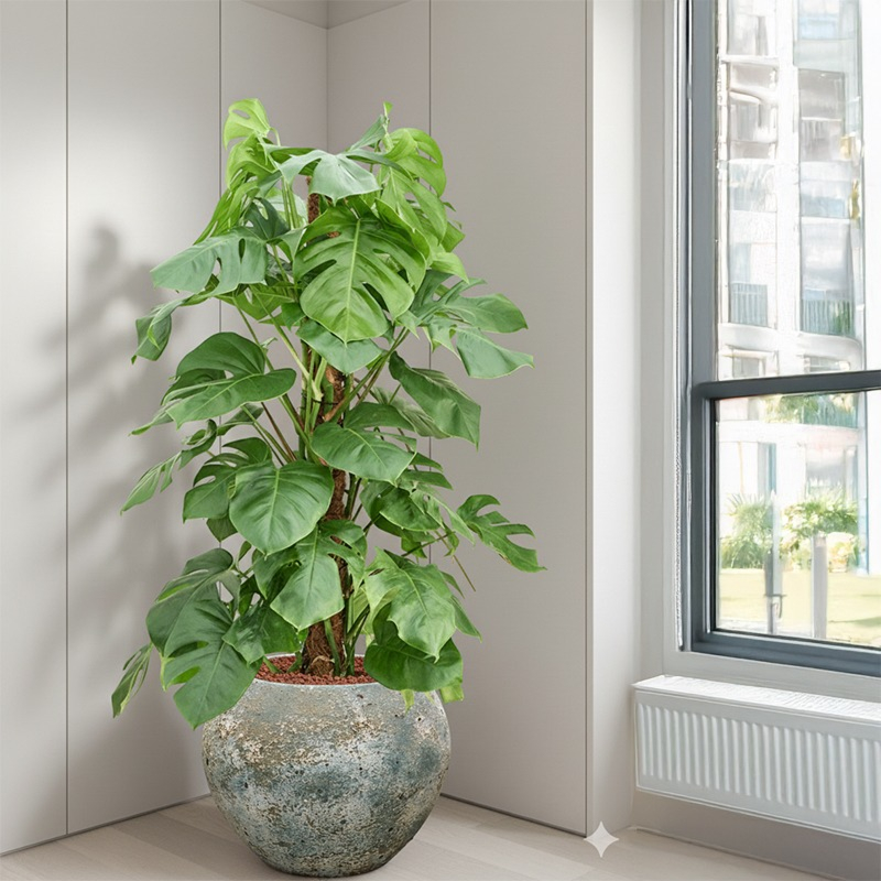 Kantoorplant Monstera op werkplek