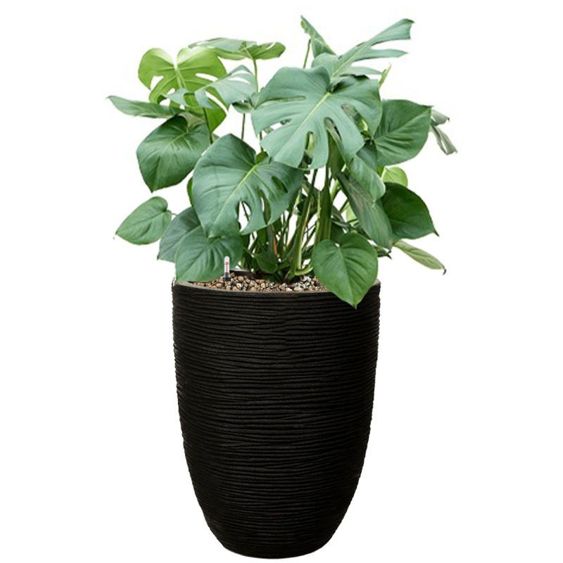 Monstera in capi pot zwart