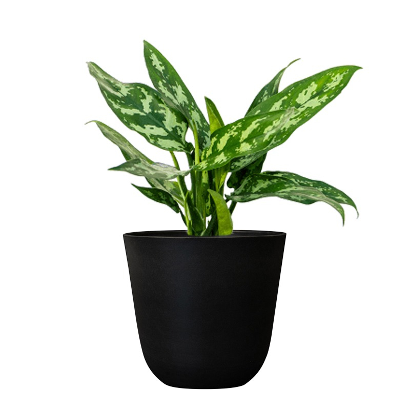 kantoorplantjes in zwarte pot