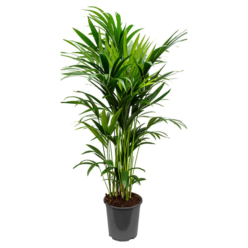 mooie kantoor palm