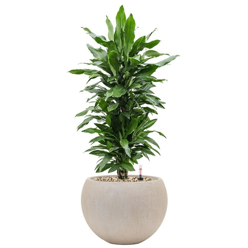 mooie kantoorplant in beige bloempot