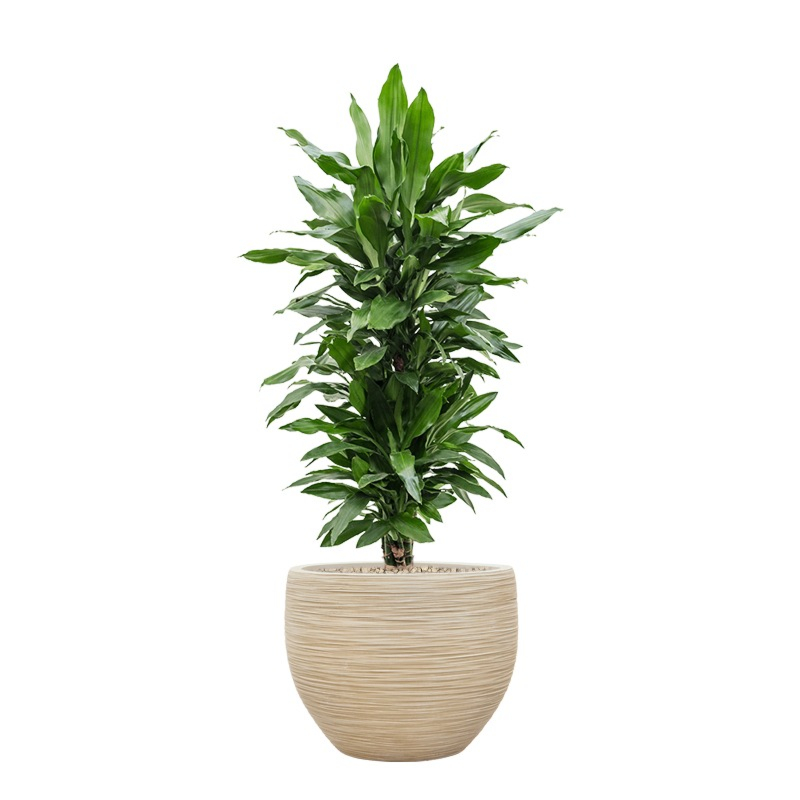 dracaena kantoorplant beige pot
