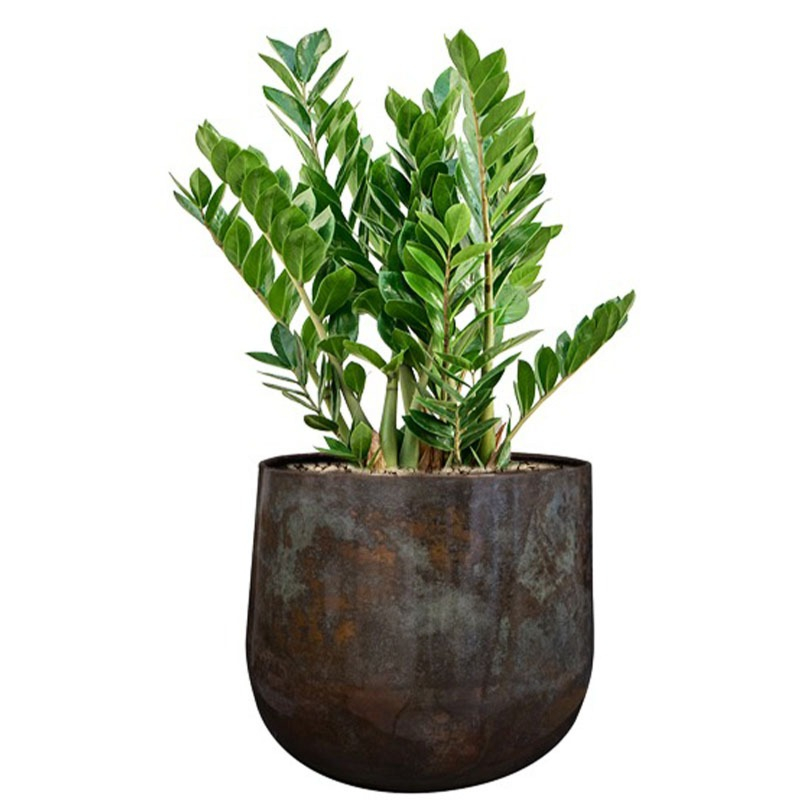 mooie pot met zamioculcas