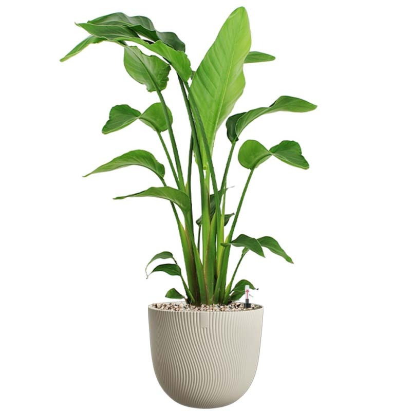 Strelitzia in beige bloempot 