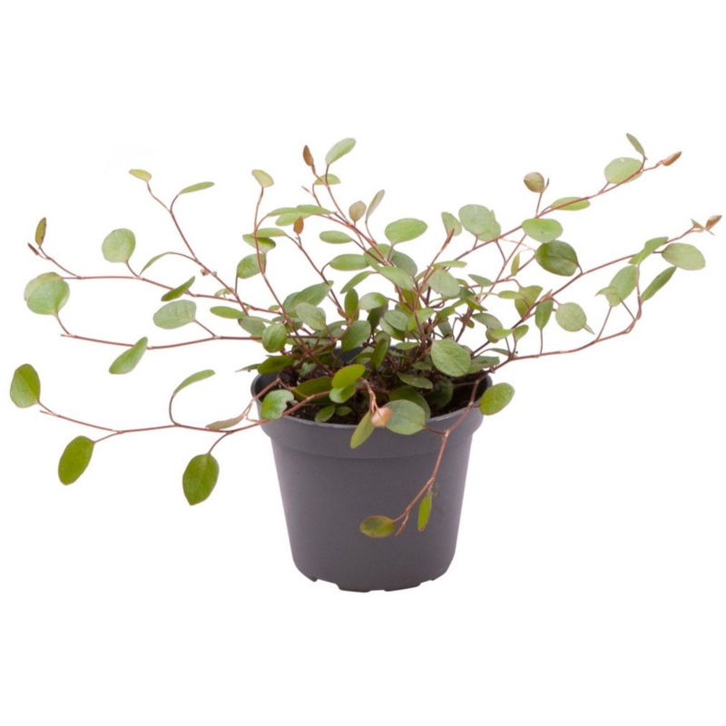 Muehlenbeckia - goedkope kamerplant