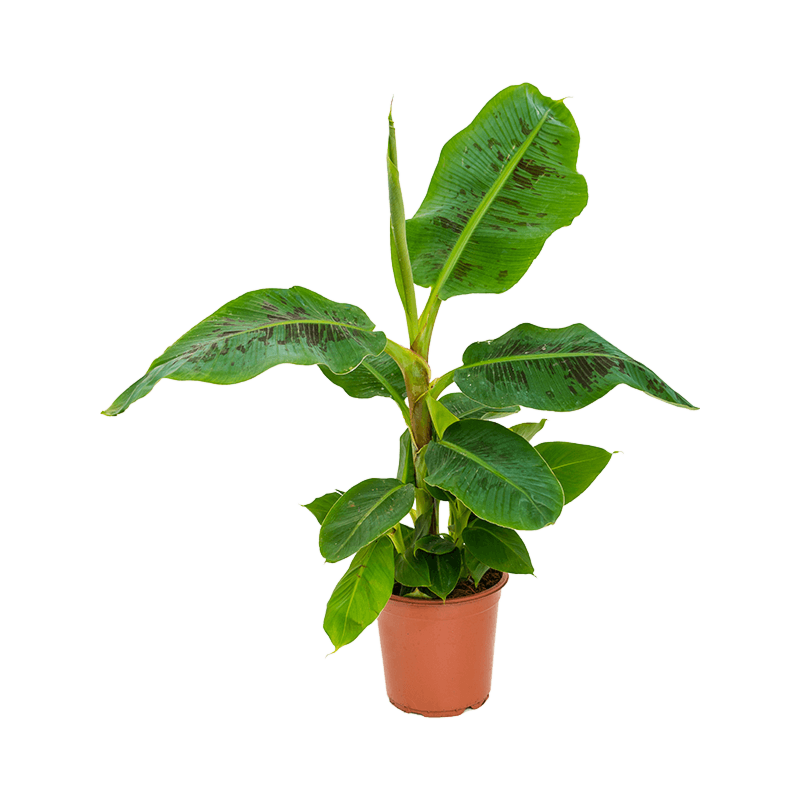 Musa Dwarf Cavendish bananenplant