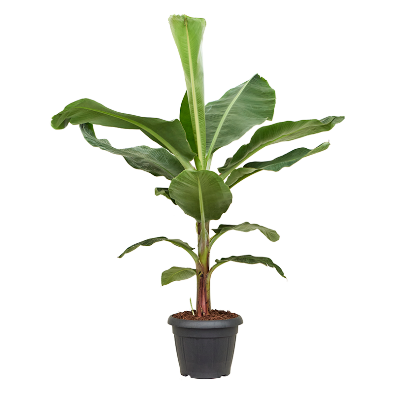 Musa Dwarf Cavendish grote bananenplant