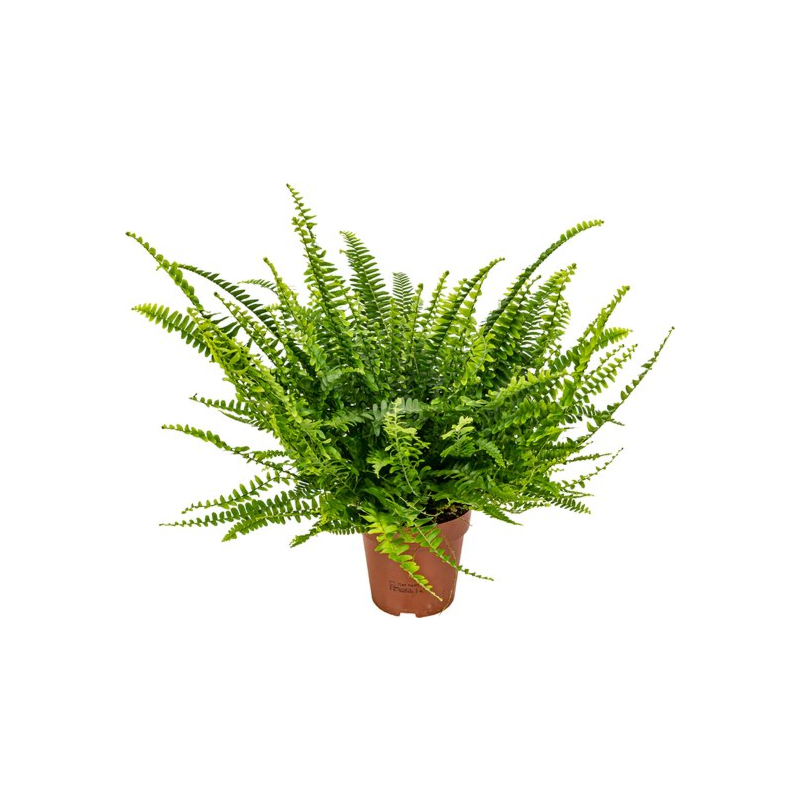 Nephrolepis varen, goedkope kamerplant