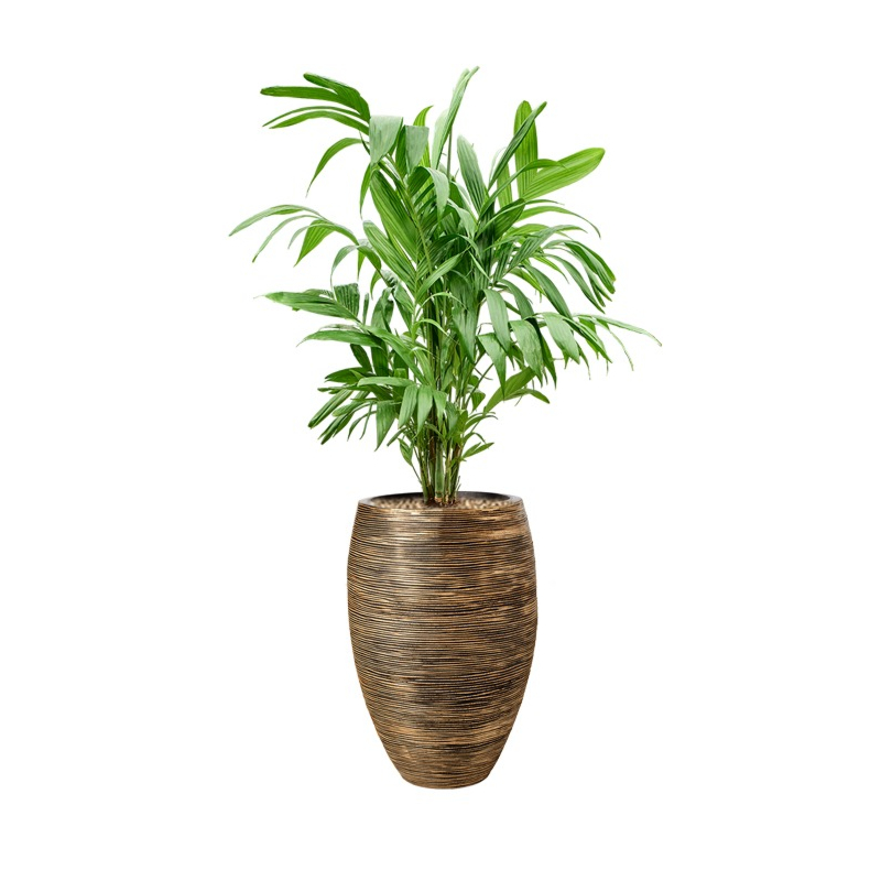 palm in capi rib pot goud