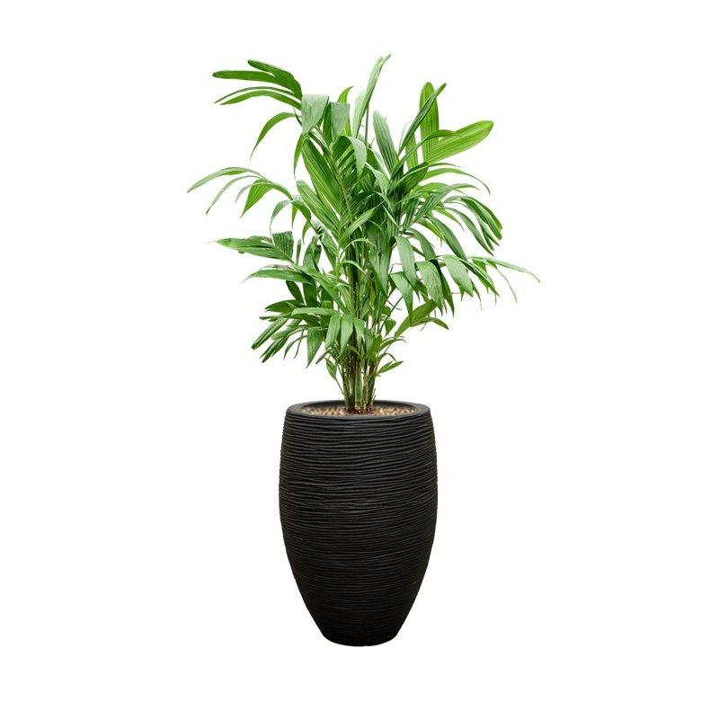 palm in capi rib pot zwart