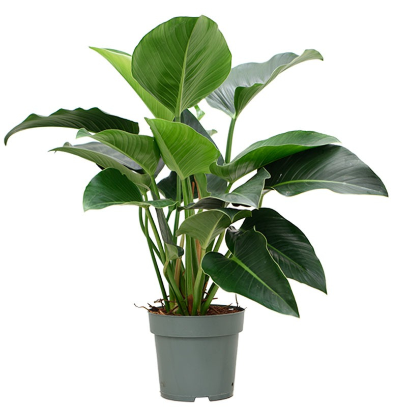 Philodendron Green Beauty kantoorplant
