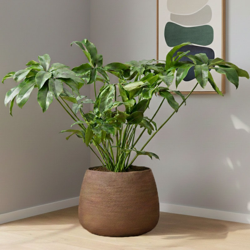 Philodendron Green Wonder kantoor kamerplant
