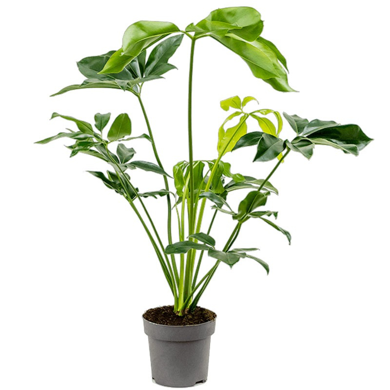 Philodendron 'Green Wonder'