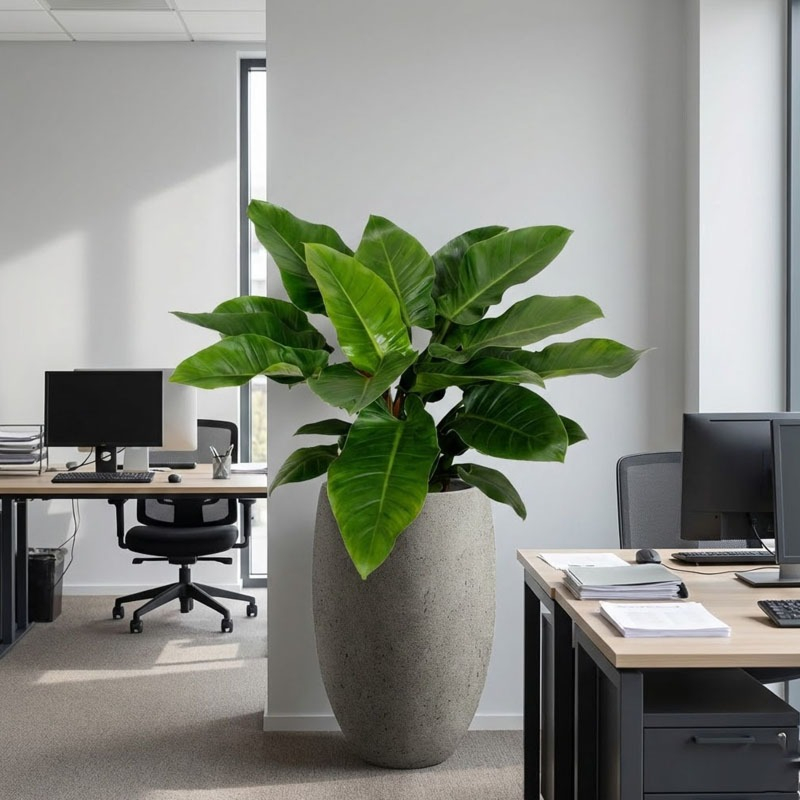 kantoorplant met grotebladeren