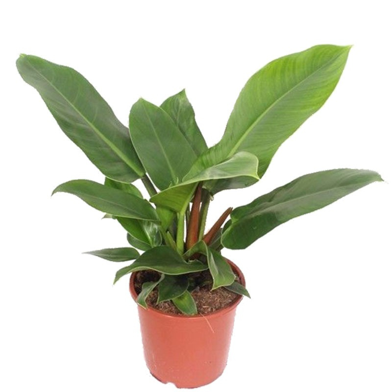 kantoorplant groen philodendron