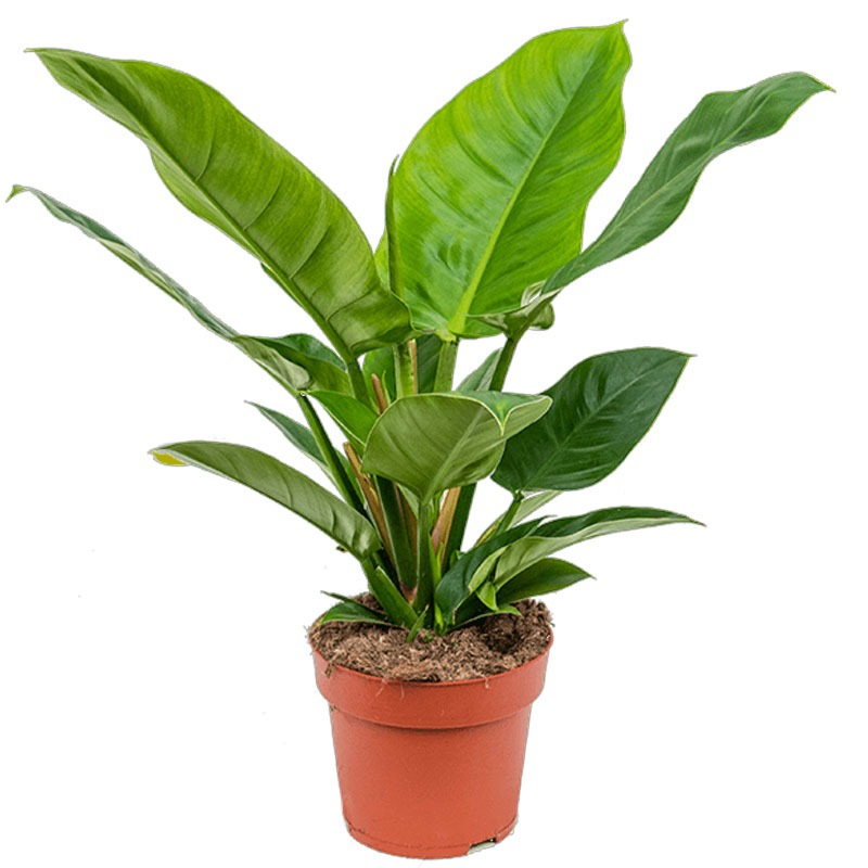 Philodendron groot blad 