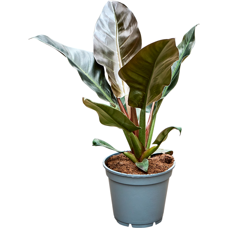 Philodendron Imperial Red, mooie kamerplant