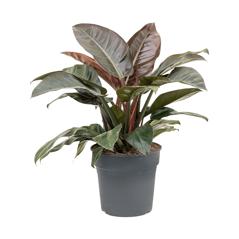 Philodendron Imperial Red rode kantoorplant