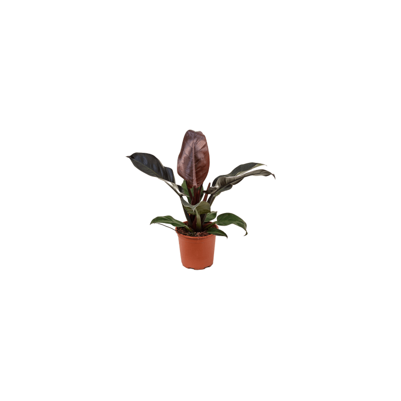 Philodendron Imperial Red sterke kantoorplant