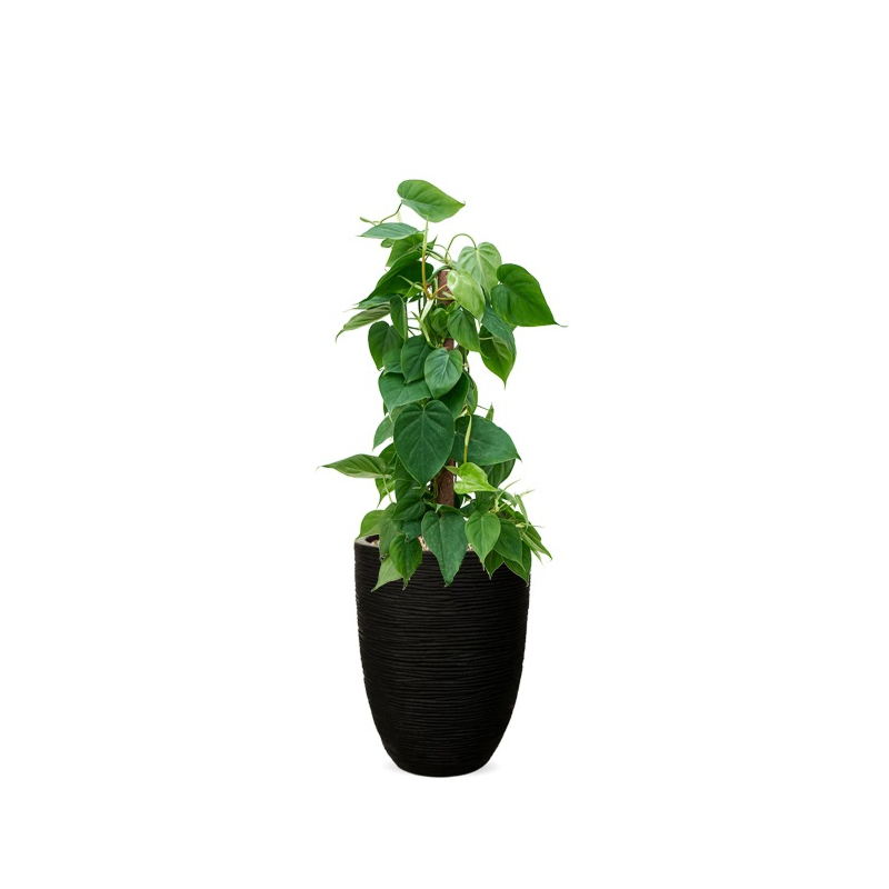 Philodendron in pot (4x/jaar water)