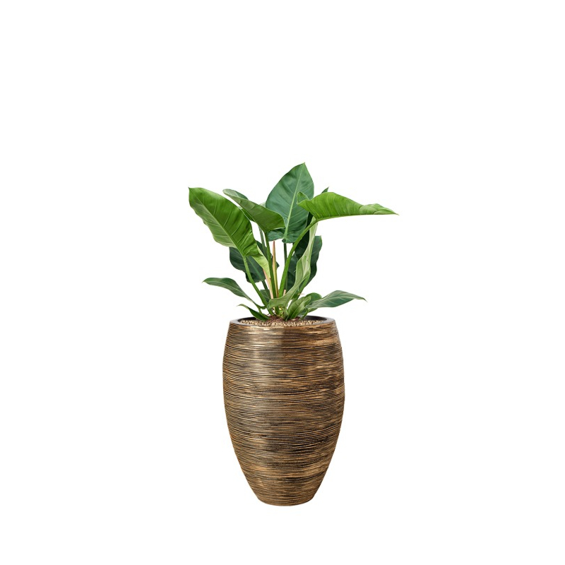 philodendron in capi rib pot goud