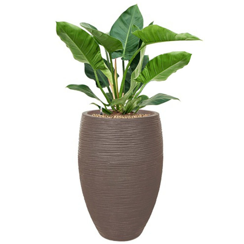 philodendron in capi rib pot taupe