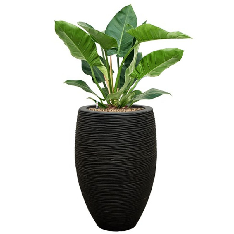 philodendron grote bladeren in pot 