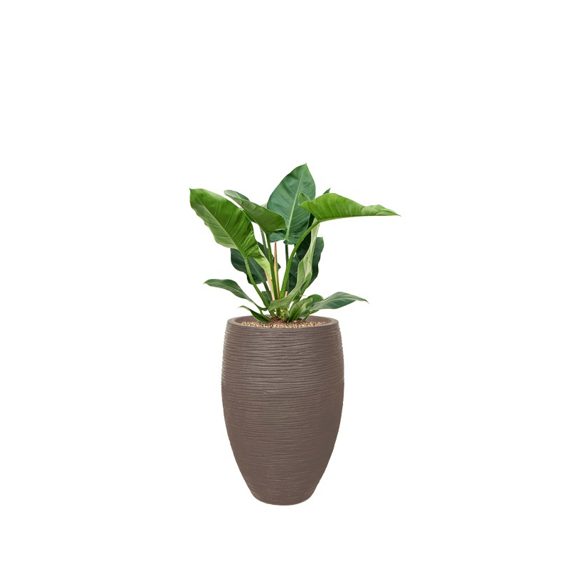 philodendron in capi rib pot taupe