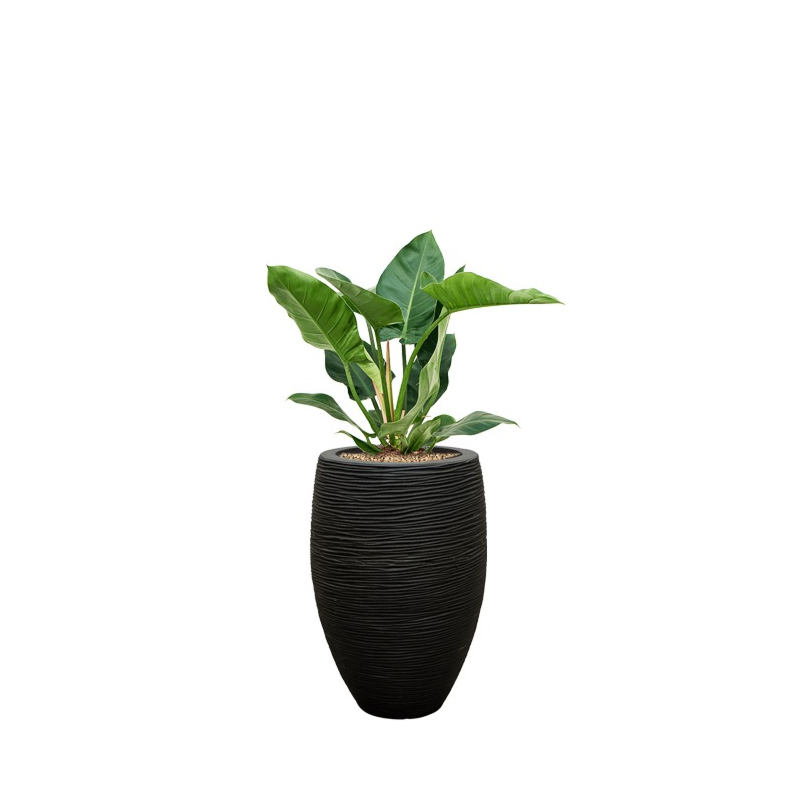 philodendron in capi rib pot zwart