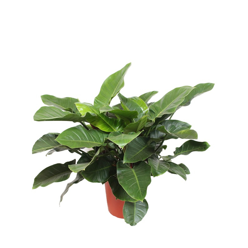 philodendron kantoorplant